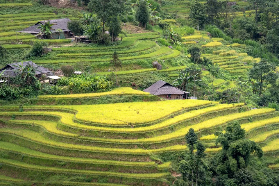 Kho gạo của Trà Kim Liên